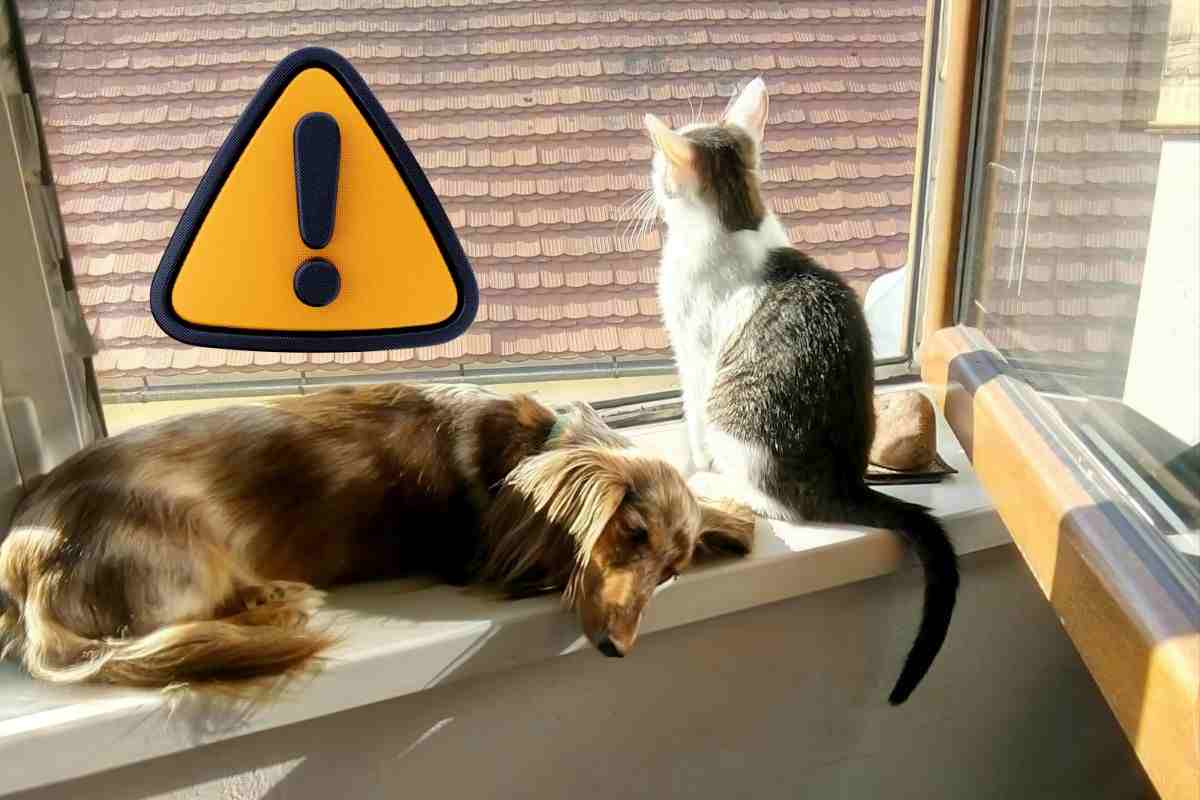 cani gatti nuove restrizioni